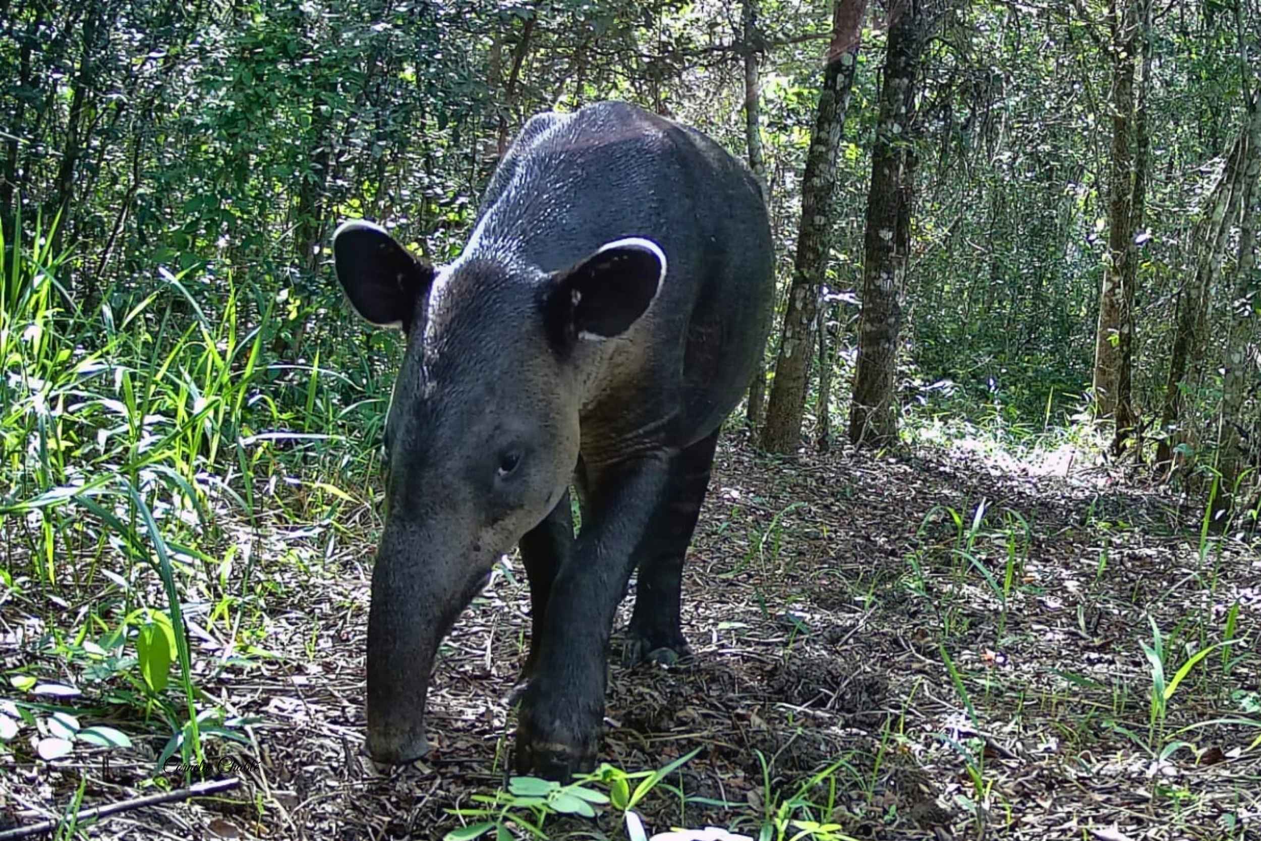 El Tapir Centroamericano: Un Gigante Discreto en el Corazón del Bosque